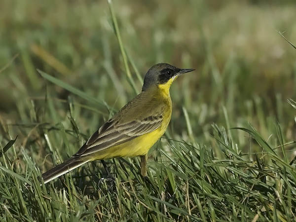 Keltavästäräkki, Yellow Wagtail, Motacilla flava